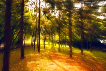 光影 逆光 树林 逆光摄影