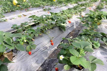 草莓 草莓苗