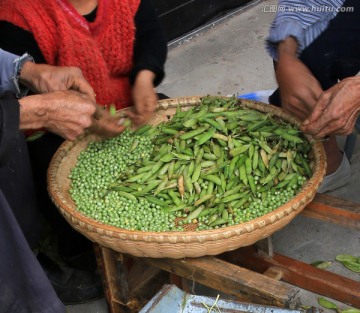 众人剥冬豆的劳动场景