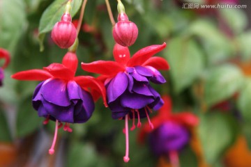 吊钟海棠 花卉