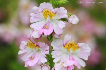 粉色花朵 观赏花卉