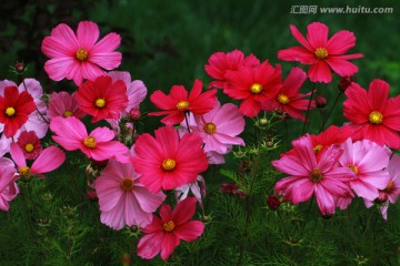 格桑花 花卉