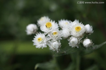 铃铃香青花