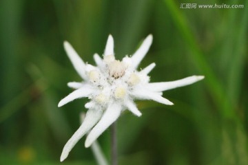 雪绒花 火绒草