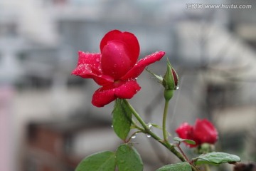 雨滴中的玫瑰花