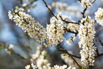 李子花 花