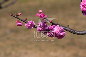 桃花花枝