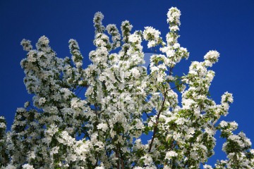 白海棠花 花枝