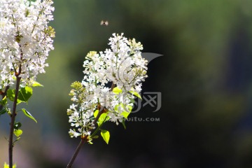 逆光拍摄 白色丁香花