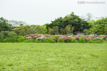 草坪 草地