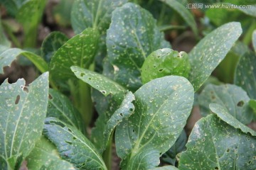 青菜虫害