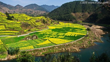 邻里油菜花