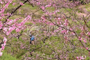 赏桃花