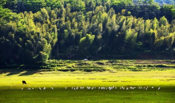 美丽山村 竹林 白鹭