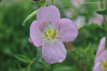 美丽月见草