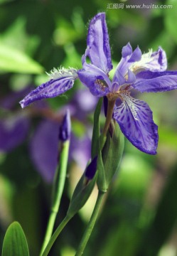 鸠尾花