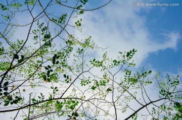 蓝天白云树枝