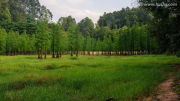 绿地杉林