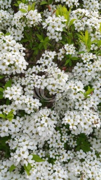 春天盛开的白色繁花