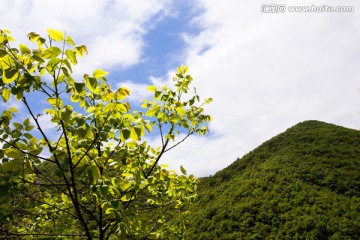 核桃树 大山