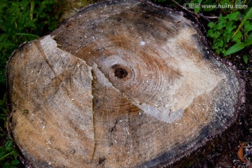 树桩 年轮 伐木