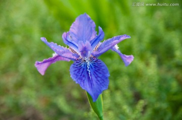 鸢尾花