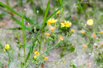 苦菜花