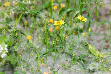 苦菜花