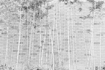 竹子素描
