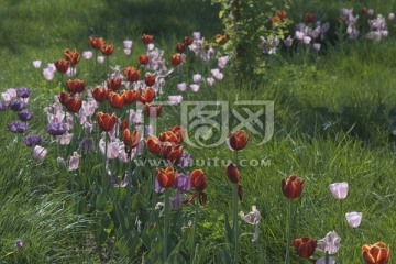 郁金香花路