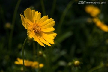 小黄花 格桑花 波斯菊