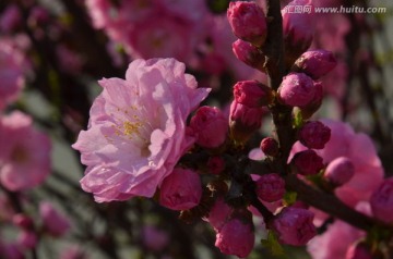 春天的花朵