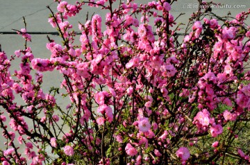 春天的花朵