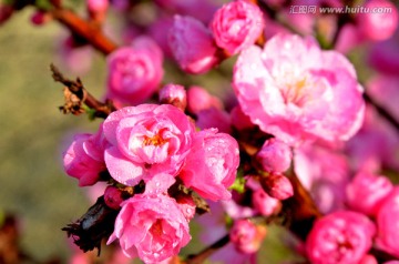 春天的花朵