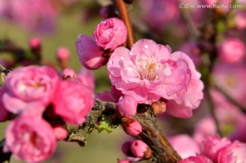 春天的花朵