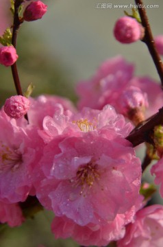 春天的花朵