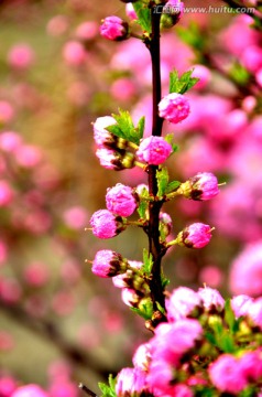 春天的桃花