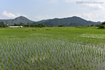 稻田 秧苗