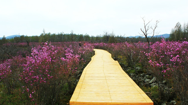 映山红花满山坡