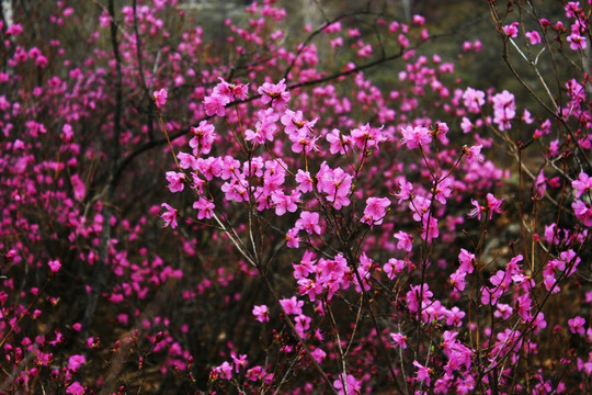 杜鹃花