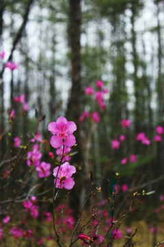 杜鹃花开