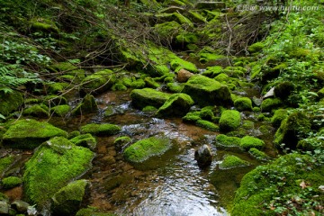 水源地 溪流 苔藓