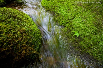 水源地 溪流 苔藓