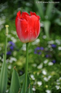 郁金香 鮮花