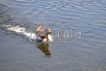 漓江上戏水的小狗
