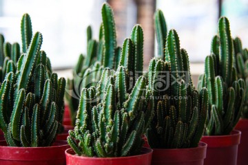 小植物