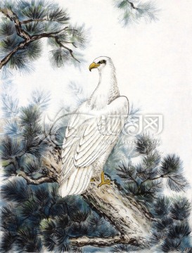 鹰 白鹰 古松 中国画