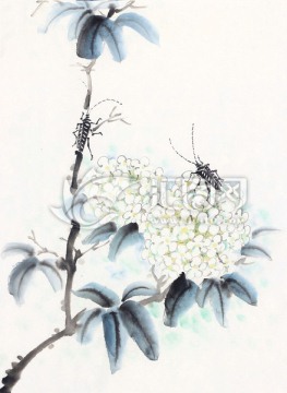 繡球花 天牛 國畫 工筆