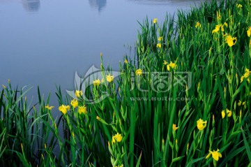 黄色鸢尾花