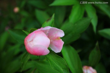 芍药花特写